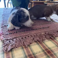 Bixby, a male Miniature Dachshund for sale in Viroqua, WI – Photo 9 of 9