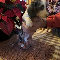 Bixby, a male Miniature Dachshund for sale in Viroqua, WI – Photo 5 of 9