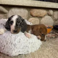 Bixby, a male Miniature Dachshund for sale in Viroqua, WI – Photo 8 of 9