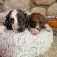 Bixby, a male Miniature Dachshund for sale in Viroqua, WI – Photo 7 of 9