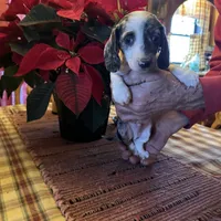 Bixby, a male Miniature Dachshund for sale in Viroqua, WI – Photo 1 of 9