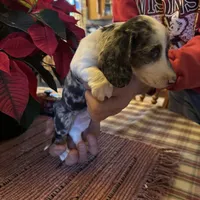 Bixby, a male Miniature Dachshund for sale in Viroqua, WI – Photo 6 of 9