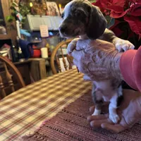 Bixby, a male Miniature Dachshund for sale in Viroqua, WI – Photo 2 of 9