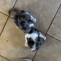 Bixby, a male Miniature Dachshund for sale in Viroqua, WI – Photo 4 of 9