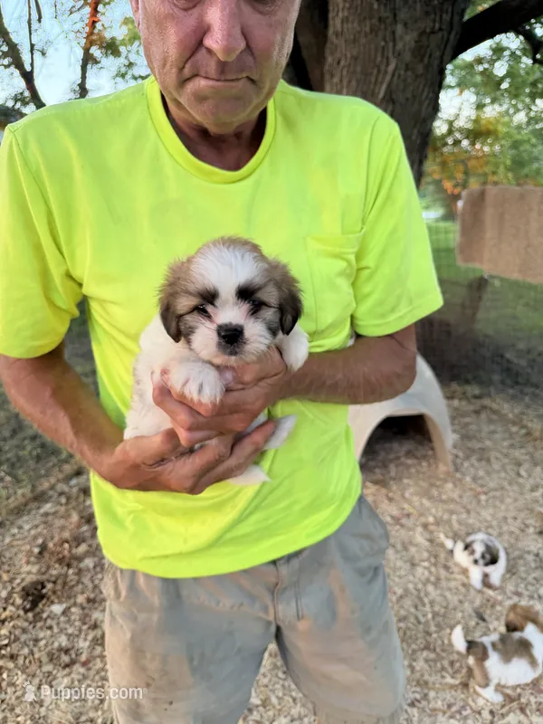 Sara – Maltese, Shih Tzu puppy for sale in Viroqua, WI