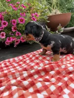 Cici, a female Miniature Dachshund for sale in Viroqua, WI – 5 of 8