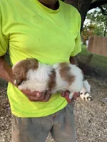 Sara, a female Maltese and Shih Tzu for sale in Viroqua, WI – 3 of 7