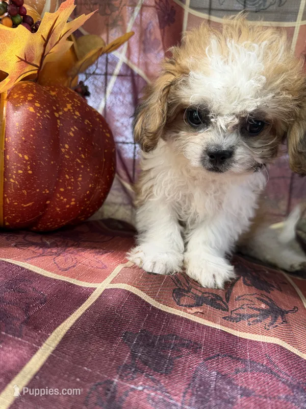 Furbie – Bichon Frise, Mal Shi puppy for sale in Viroqua, WI