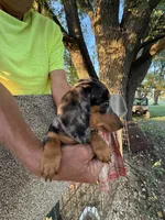 Phoebe , a female Miniature Dachshund for sale in Viroqua, WI – 2 of 10