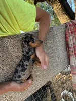 Fancy, a female Miniature Dachshund for sale in Viroqua, WI – 7 of 10