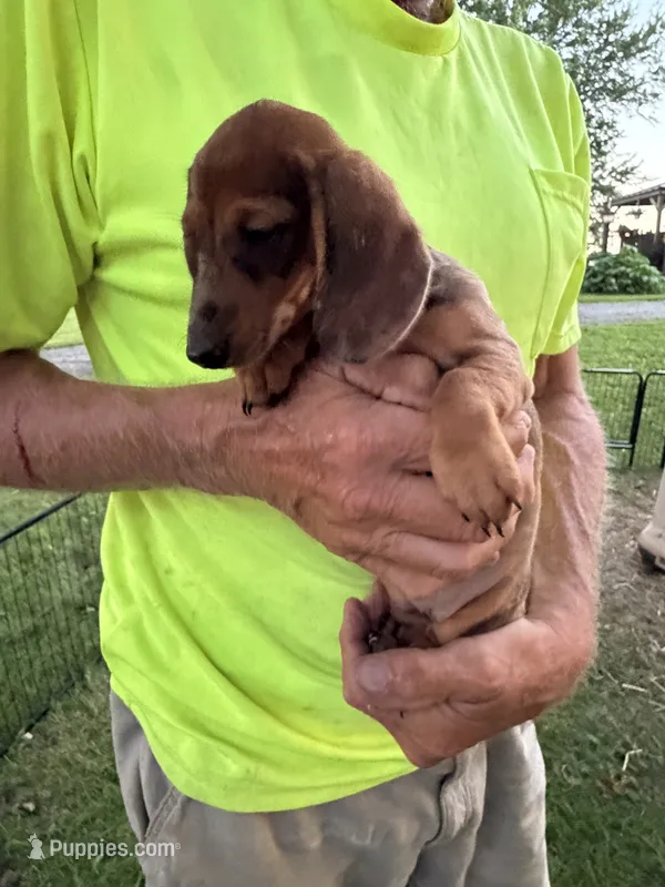 Hannah – Miniature Dachshund puppy for sale in Viroqua, WI