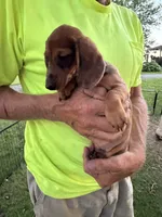 Hannah, a male Miniature Dachshund for sale in Viroqua, WI – 1 of 8