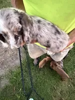 Helen, a female Miniature Dachshund for sale in Viroqua, WI – 10 of 10