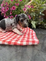 Chanel , a female Miniature Dachshund for sale in Viroqua, WI – 10 of 10
