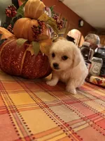 Olaf, a male Bichon Frise and Maltese for sale in Viroqua, WI – 6 of 7