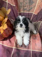 Marley, a male Bichon Frise and Mal Shi for sale in Viroqua, WI – 7 of 7