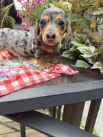 Ángel , a female Miniature Dachshund for sale in Viroqua, WI – 10 of 10