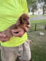 Harvey, a male Miniature Dachshund for sale in Viroqua, WI – 4 of 10