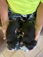 Max & Maxine, a female Miniature Dachshund for sale in Viroqua, WI – Photo 5 of 6