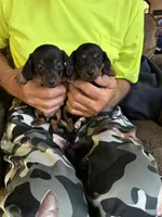 Max & Maxine, a female Miniature Dachshund for sale in Viroqua, WI – Photo 6 of 6
