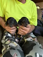 Max & Maxine, a female Miniature Dachshund for sale in Viroqua, WI – Photo 1 of 6