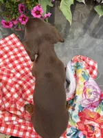 Snickers, a male Miniature Dachshund for sale in Viroqua, WI – 10 of 10
