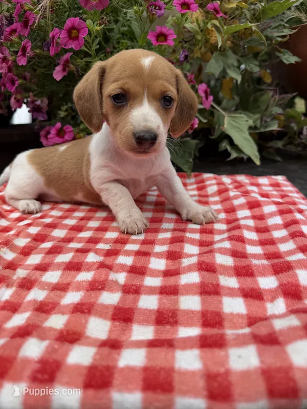 Sugar pop – Miniature Dachshund puppy for sale in Viroqua, WI