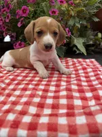 Sugar pop, a female Miniature Dachshund for sale in Viroqua, WI – 1 of 10