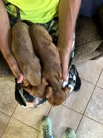 Huey and Luey, a male Miniature Dachshund for sale in Viroqua, WI – Photo 2 of 5