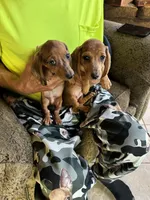 Huey and Luey, a male Miniature Dachshund for sale in Viroqua, WI – Photo 3 of 5