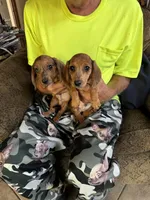 Huey and Luey, a male Miniature Dachshund for sale in Viroqua, WI – Photo 1 of 5