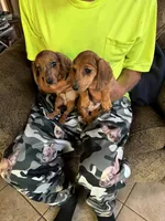 Huey and Luey, a male Miniature Dachshund for sale in Viroqua, WI – Photo 5 of 5
