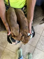 Huey and Luey, a male Miniature Dachshund for sale in Viroqua, WI – Photo 4 of 5