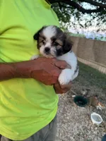 Sofia, a female Maltese and Shih Tzu for sale in Viroqua, WI – 7 of 9