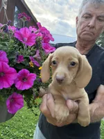 Fritz, a male Miniature Dachshund for sale in Viroqua, WI – 3 of 6