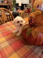 Casper, a male Bichon Frise and Maltese for sale in Viroqua, WI – 10 of 10