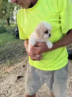Chanel , a female Maltese and Shih Tzu for sale in Viroqua, WI – 8 of 8