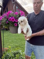 Billy , a male Shichon for sale in Viroqua, WI – 4 of 5