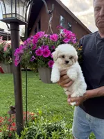 Billy , a male Shichon for sale in Viroqua, WI – 2 of 5