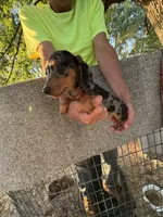 Phoebe , a female Miniature Dachshund for sale in Viroqua, WI – 3 of 10