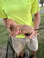 Harvey, a male Miniature Dachshund for sale in Viroqua, WI – 9 of 10