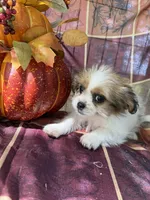 Maggie , a female Bichon Frise and Mal Shi for sale in Viroqua, WI – 4 of 10