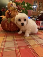 Olaf, a male Bichon Frise and Maltese for sale in Viroqua, WI – 4 of 7