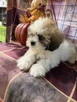 Sara, a female Maltese and Shih Tzu for sale in Viroqua, WI – 8 of 10
