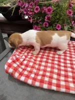 Sugar pop, a female Miniature Dachshund for sale in Viroqua, WI – 9 of 10
