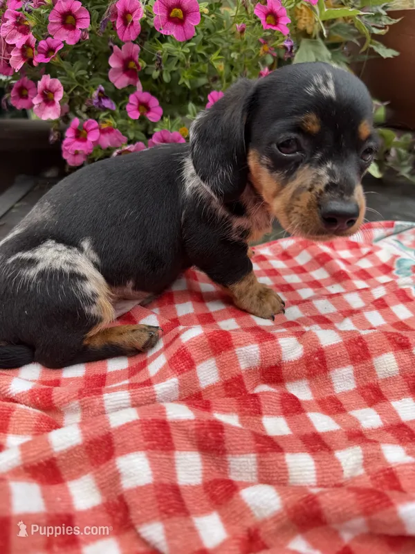 Cici – Miniature Dachshund puppy for sale in Viroqua, WI