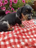 Cici, a female Miniature Dachshund for sale in Viroqua, WI – 1 of 8