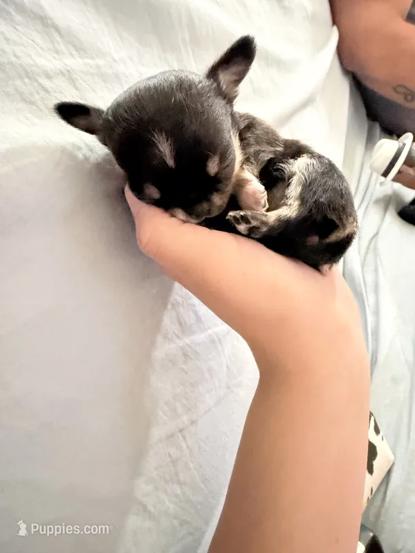 Khaleesi – Chihuahua puppy for sale in Abilene, TX