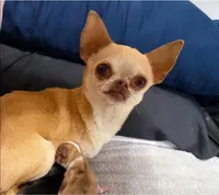 Piglet , a male Chihuahua for sale in Abilene, TX – 7 of 7