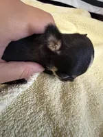 Beyoncé , a female Chihuahua for sale in Abilene, TX – 3 of 5